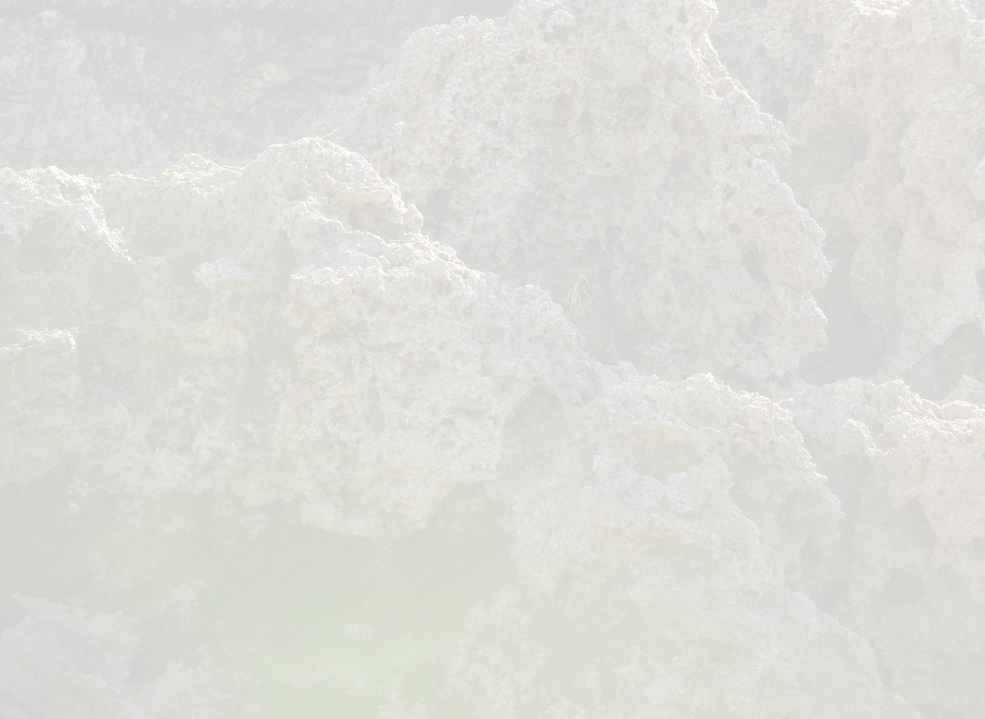 LIGHT LAYERS, BLOOMING